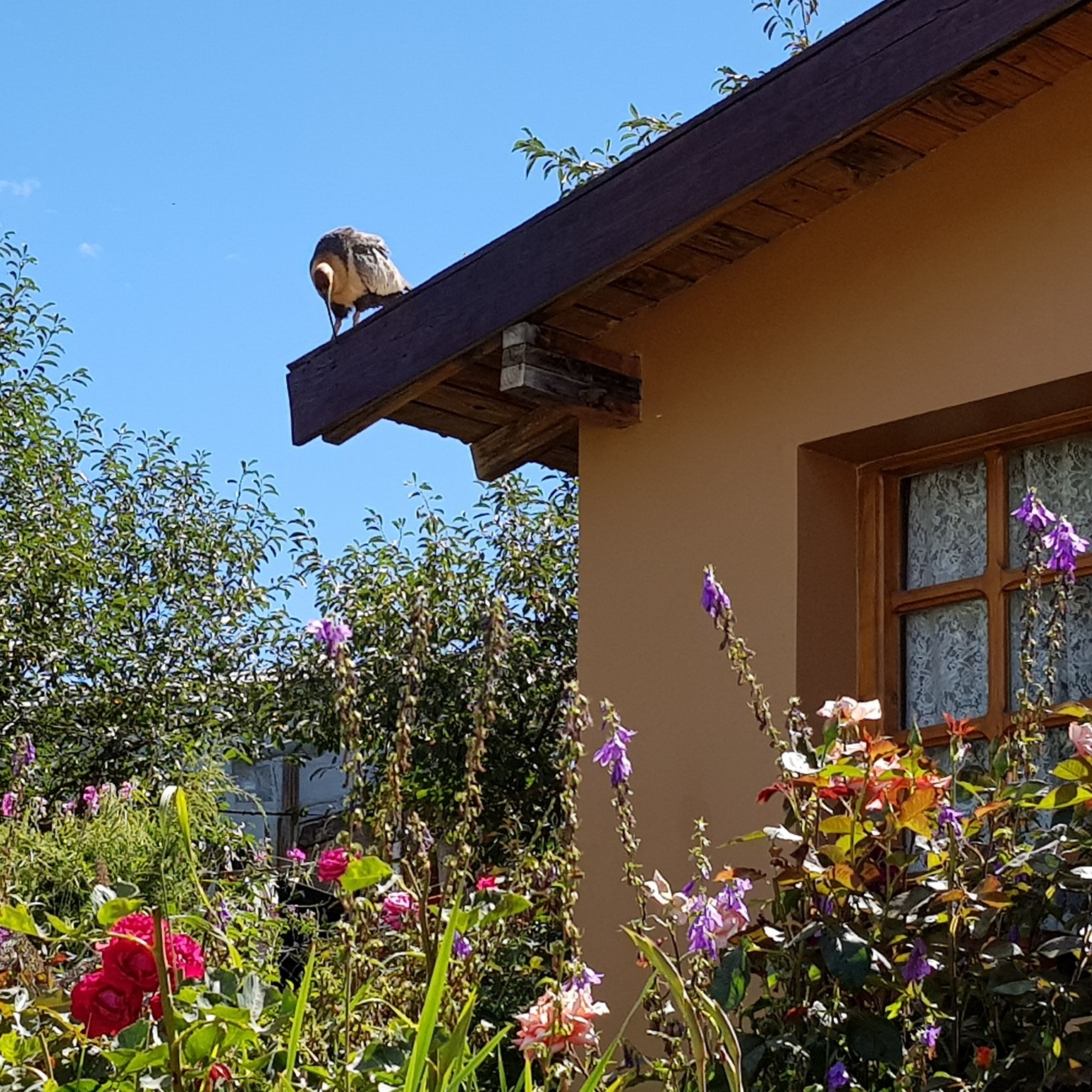 Imagen 3 del servicio